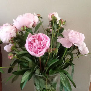 Meet your Posher, Roseanne